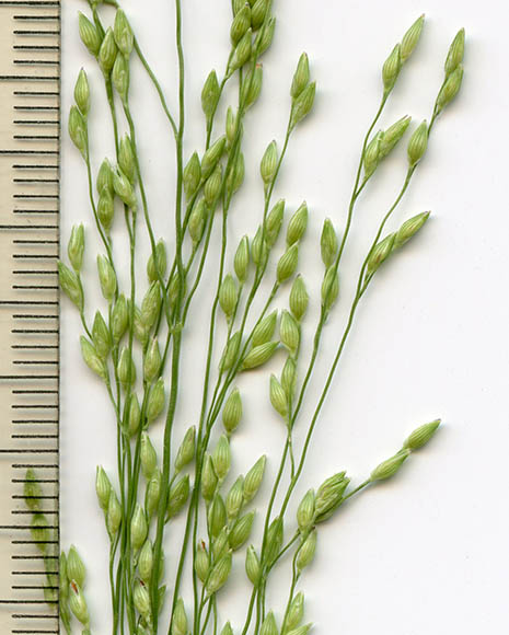  Panicum hirticaule var. hirticaule